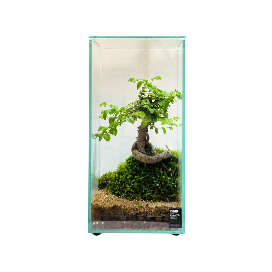Bonsai Terrarium 15CM x 15CM x 30CM