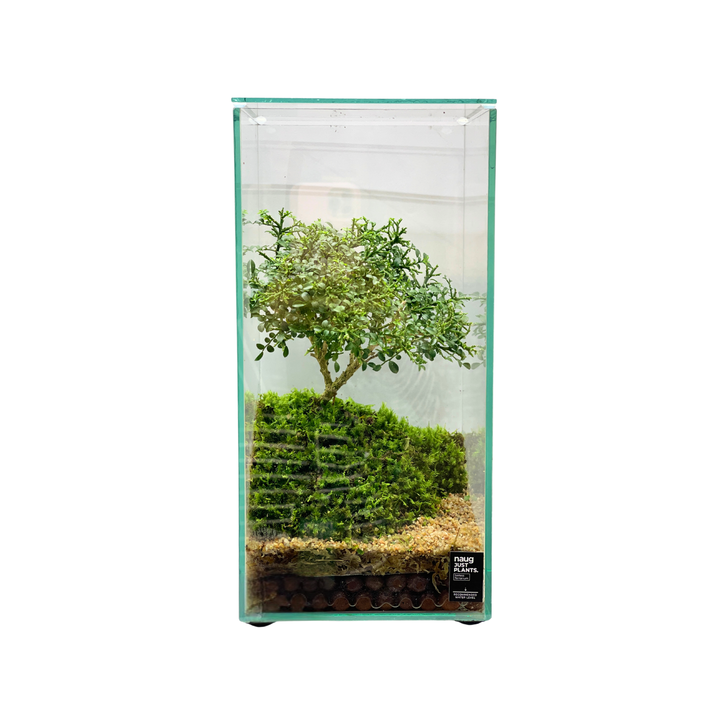 Bonsai Terrarium 15CM x 15CM x 30CM