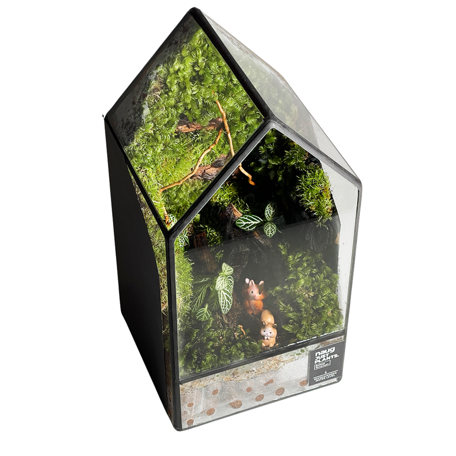Green House Terrarium 10CM x 10CM x 19.5CM