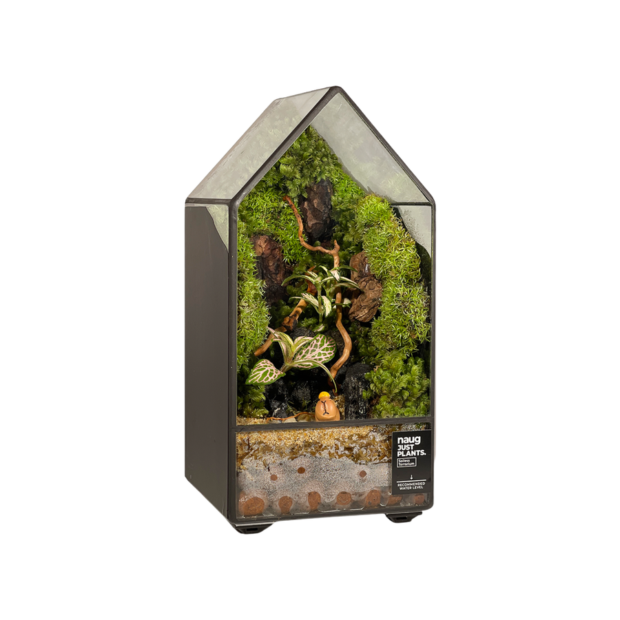 Green House Terrarium 10CM x 10CM x 19.5CM