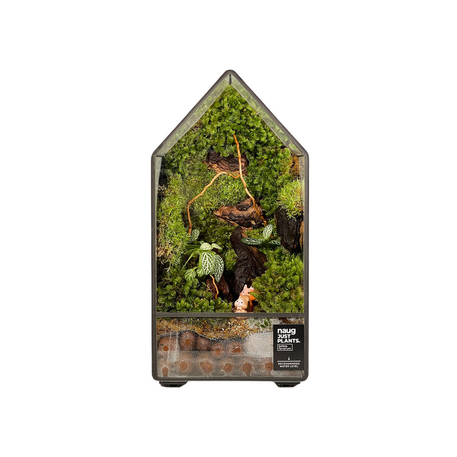 Green House Terrarium 10CM x 10CM x 19.5CM