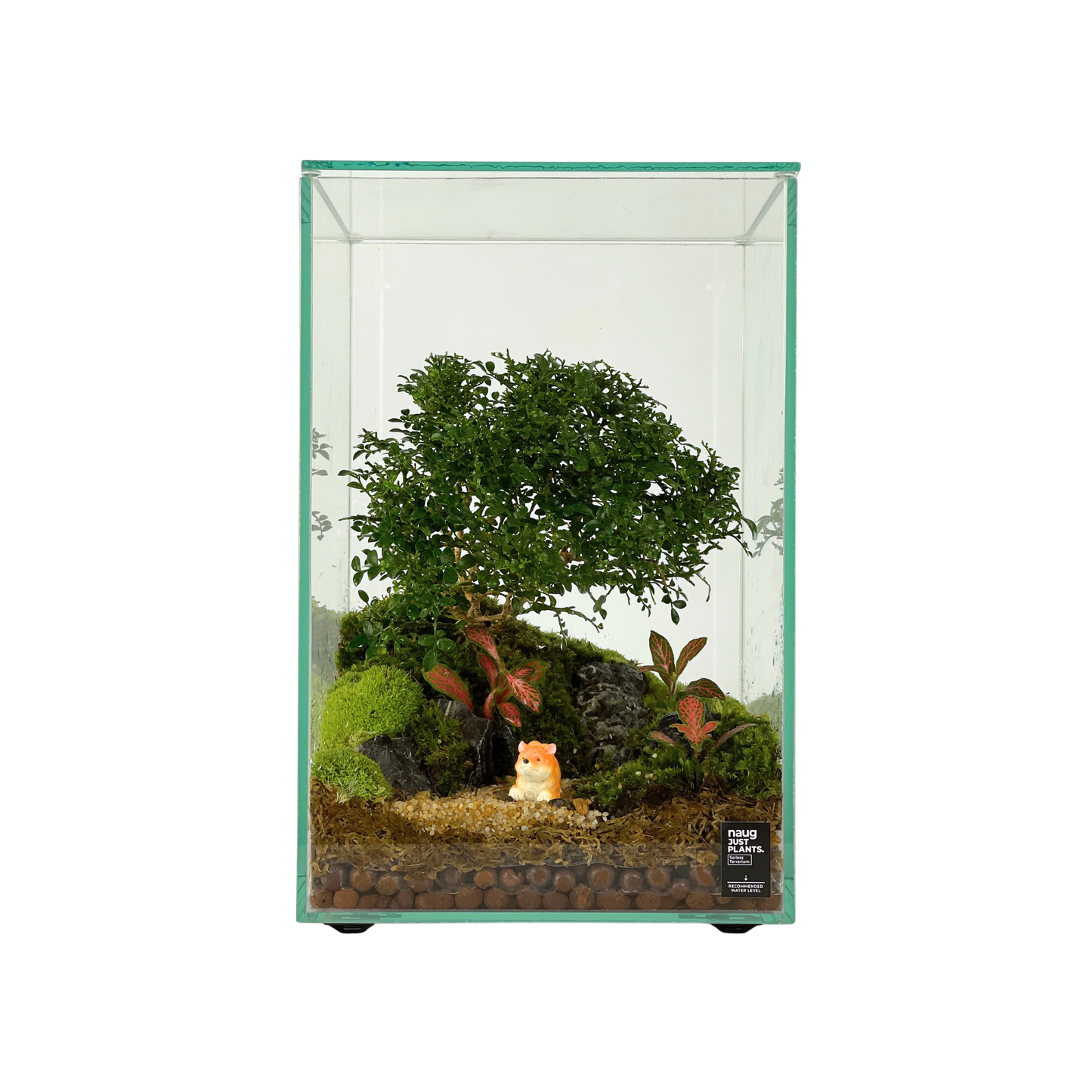 Bonsai Terrarium 20CM x 20CM x 30CM