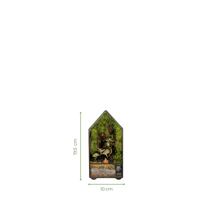 Green House Terrarium 10CM x 10CM x 19.5CM