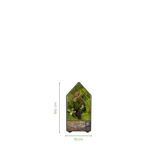 Green House Terrarium Series
