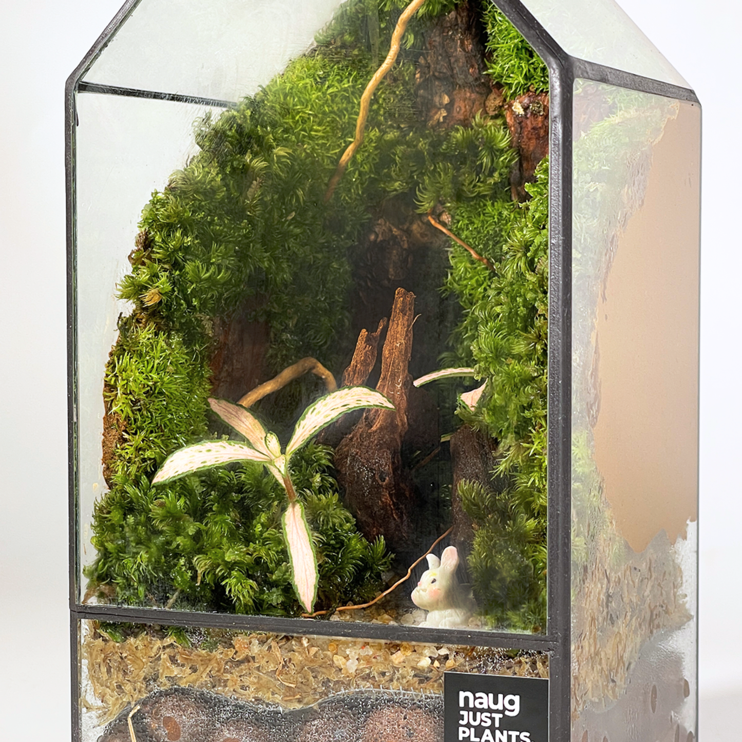 Green House Terrarium 10CM x 10CM x 19.5CM