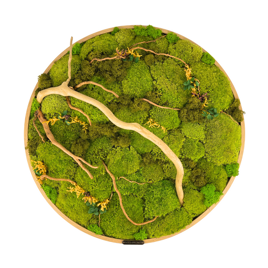 50CM Preserved Moss Frame with Spider Wood