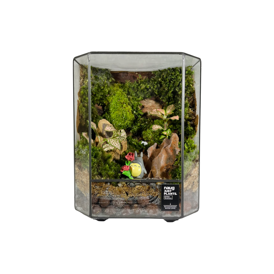 Green Wall Terrarium 15CM x 19CM x 10CM