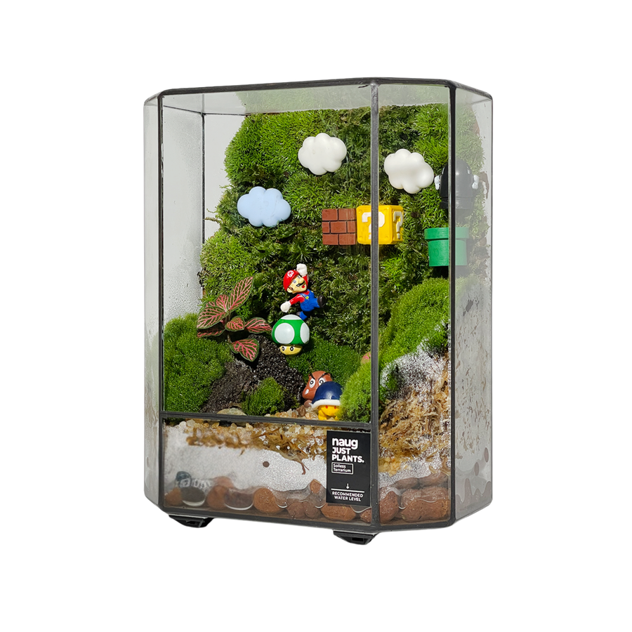 Green Wall Terrarium 15CM x 19CM x 10CM