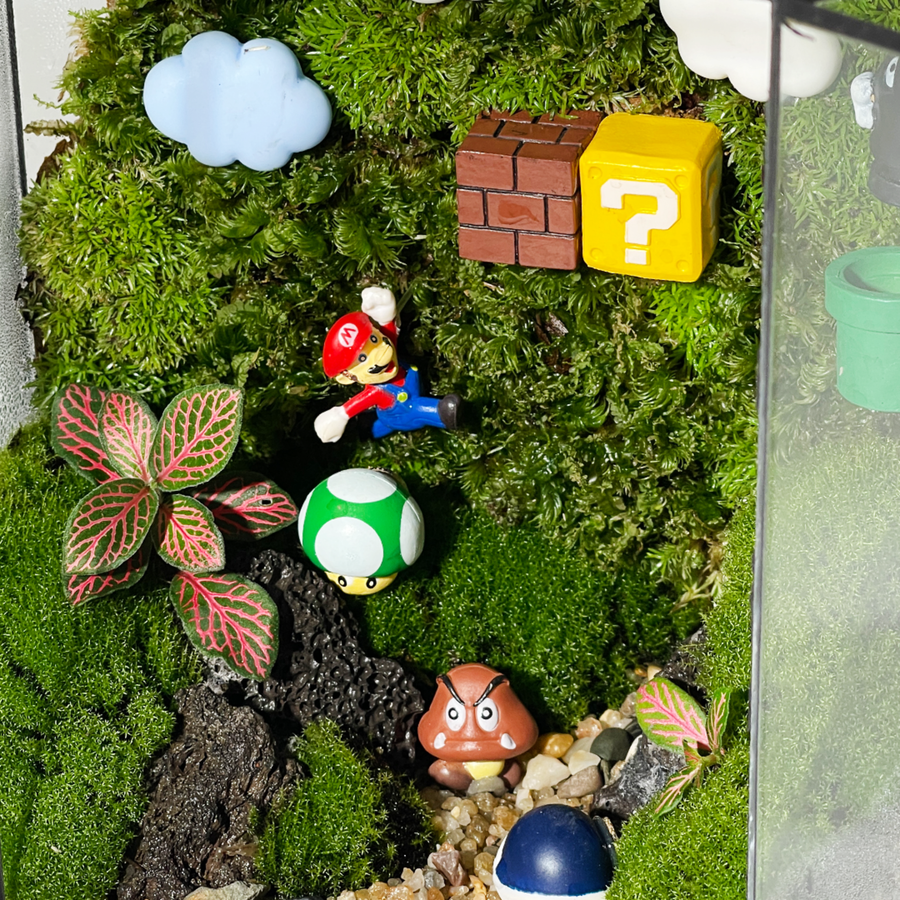 Green Wall Terrarium 15CM x 19CM x 10CM
