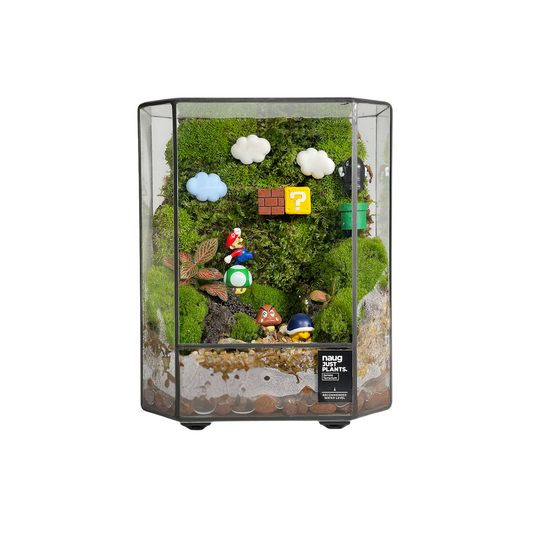 Green Wall Terrarium Series