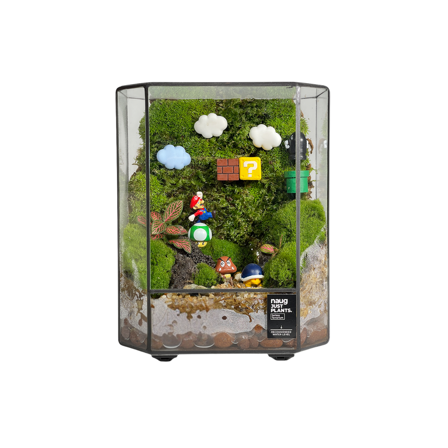 Green Wall Terrarium 15CM x 19CM x 10CM