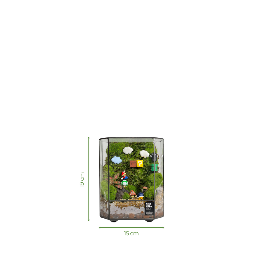 Green Wall Terrarium 15CM x 19CM x 10CM