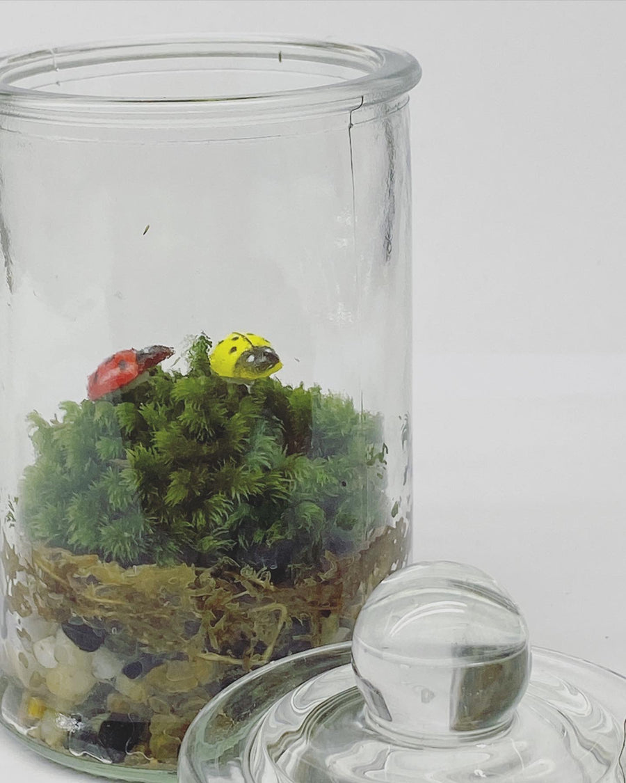 Standard Terrarium Jar 6CM x 12CM