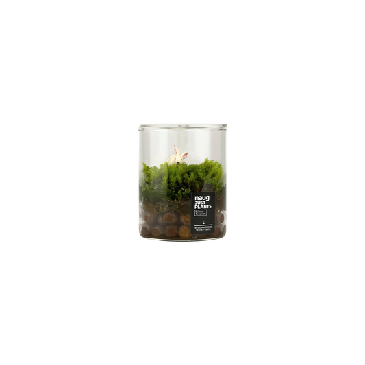 Mini Terrarium Series