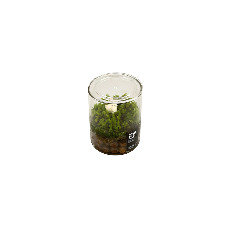 Mini Terrarium Series