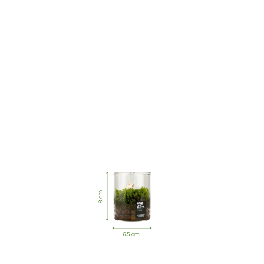 Mini Terrarium Series