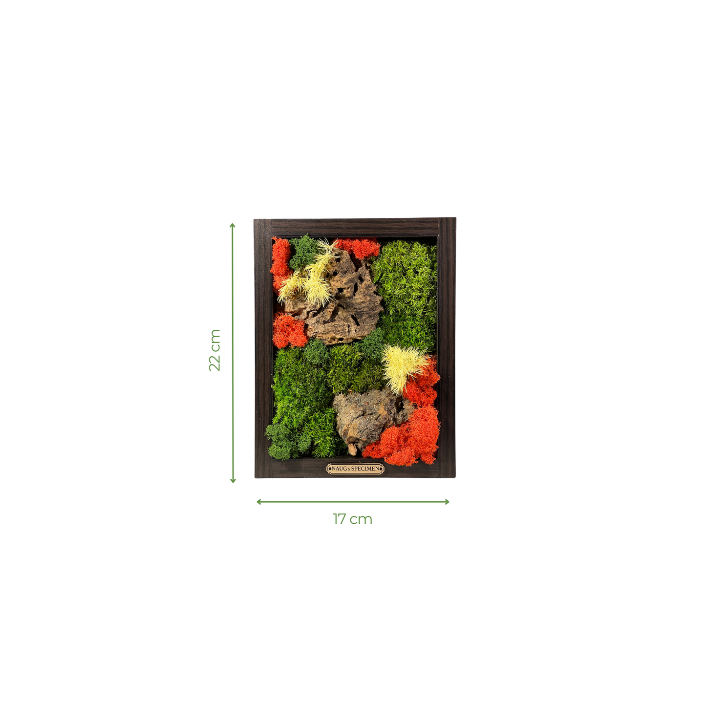 Preserved Moss Frame with Cork Bark 22CM x 17CM