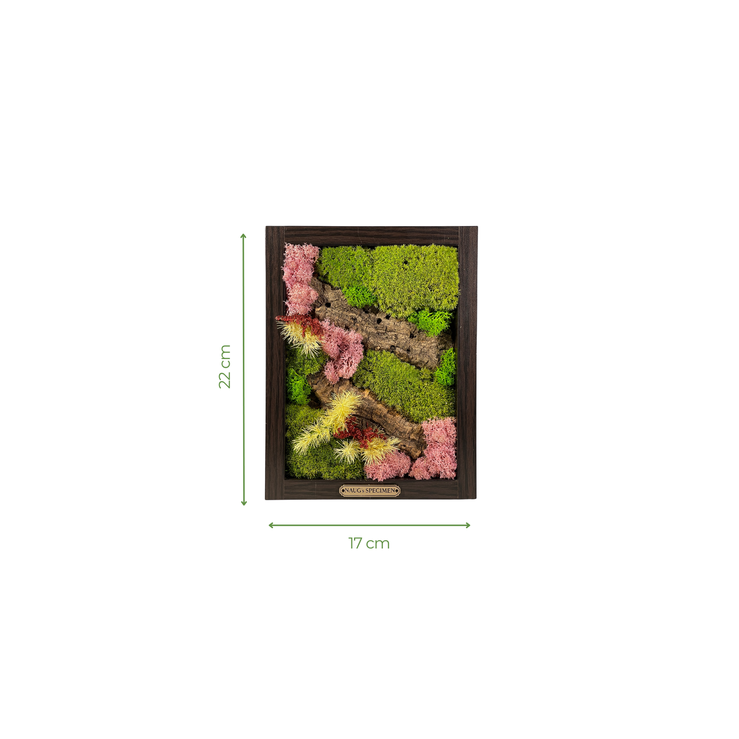 Preserved Moss Frame with Cork Bark 22CM x 17CM