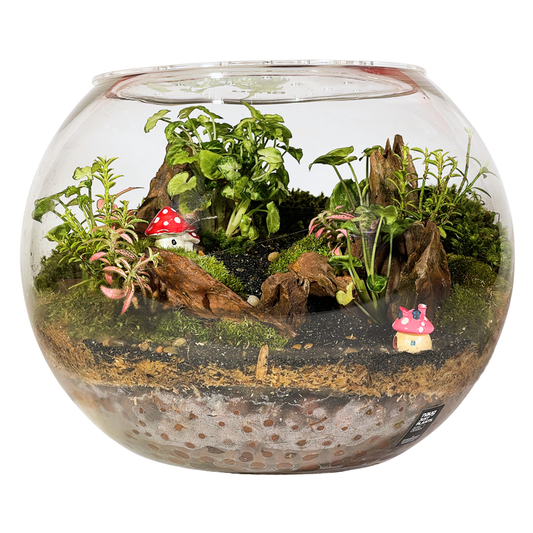 Bowl Terrarium Series