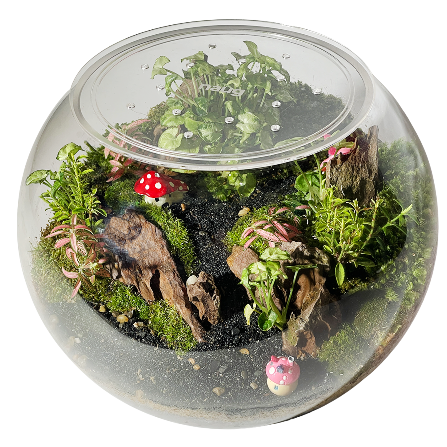 Bowl Terrarium Series