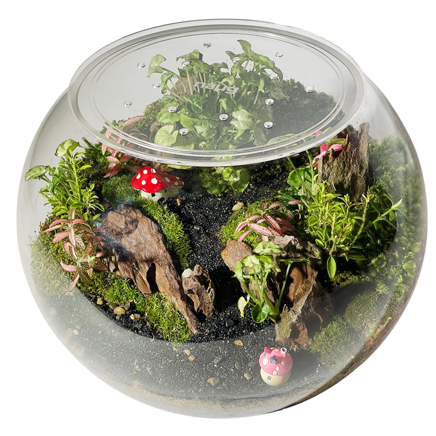 Bowl Terrarium 28CM x 23CM