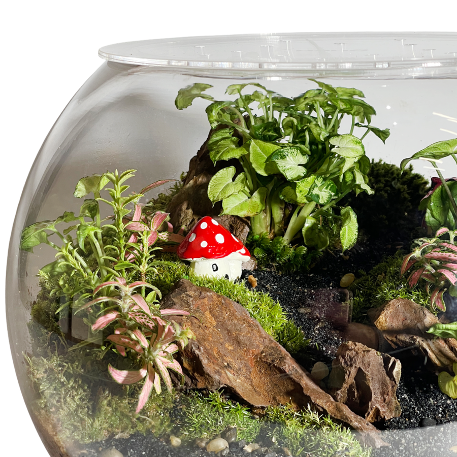 Bowl Terrarium 28CM x 23CM