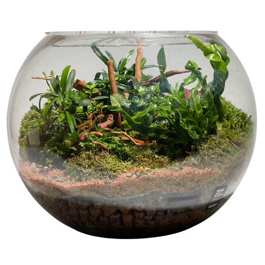 Bowl Terrarium Series