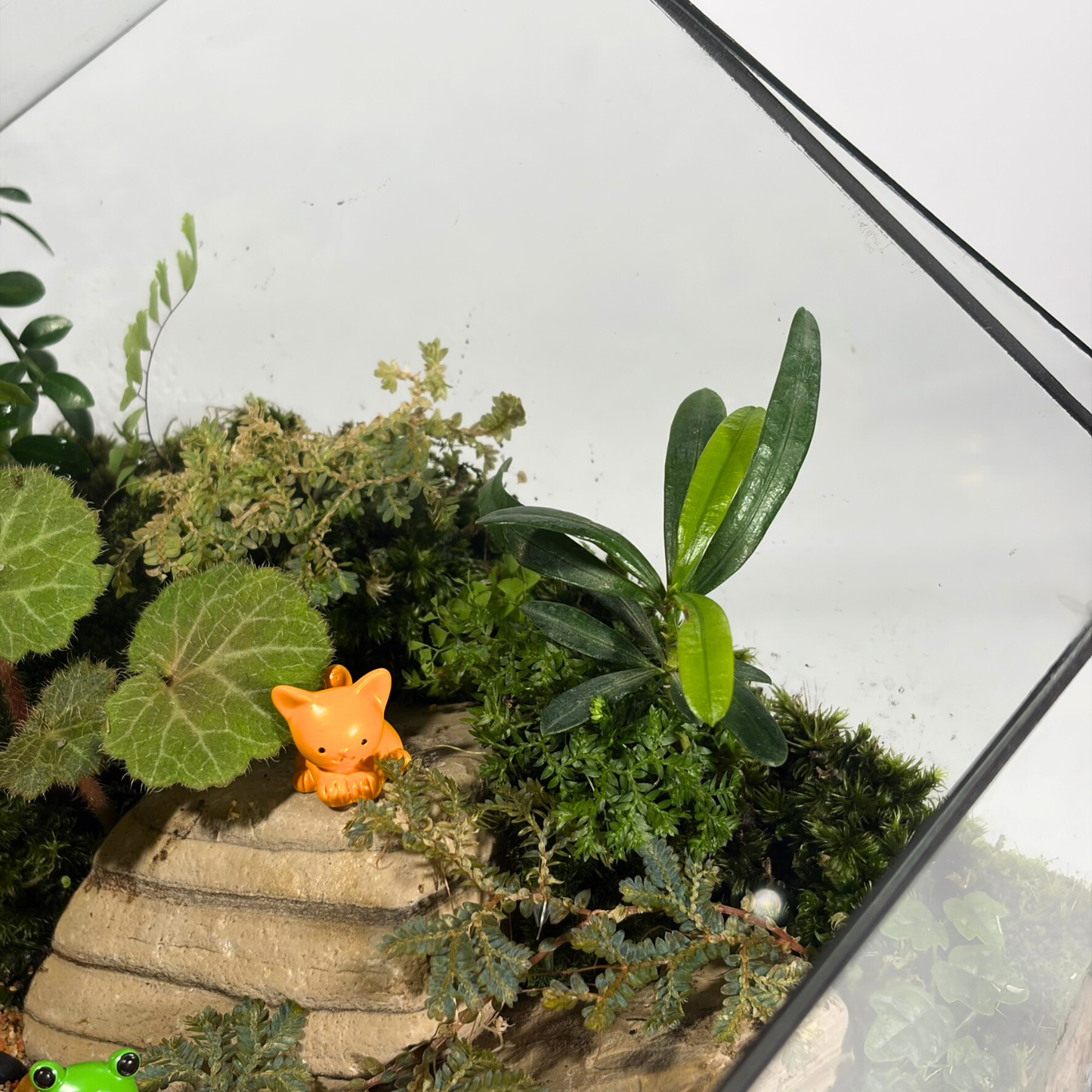Green House Terrarium Series