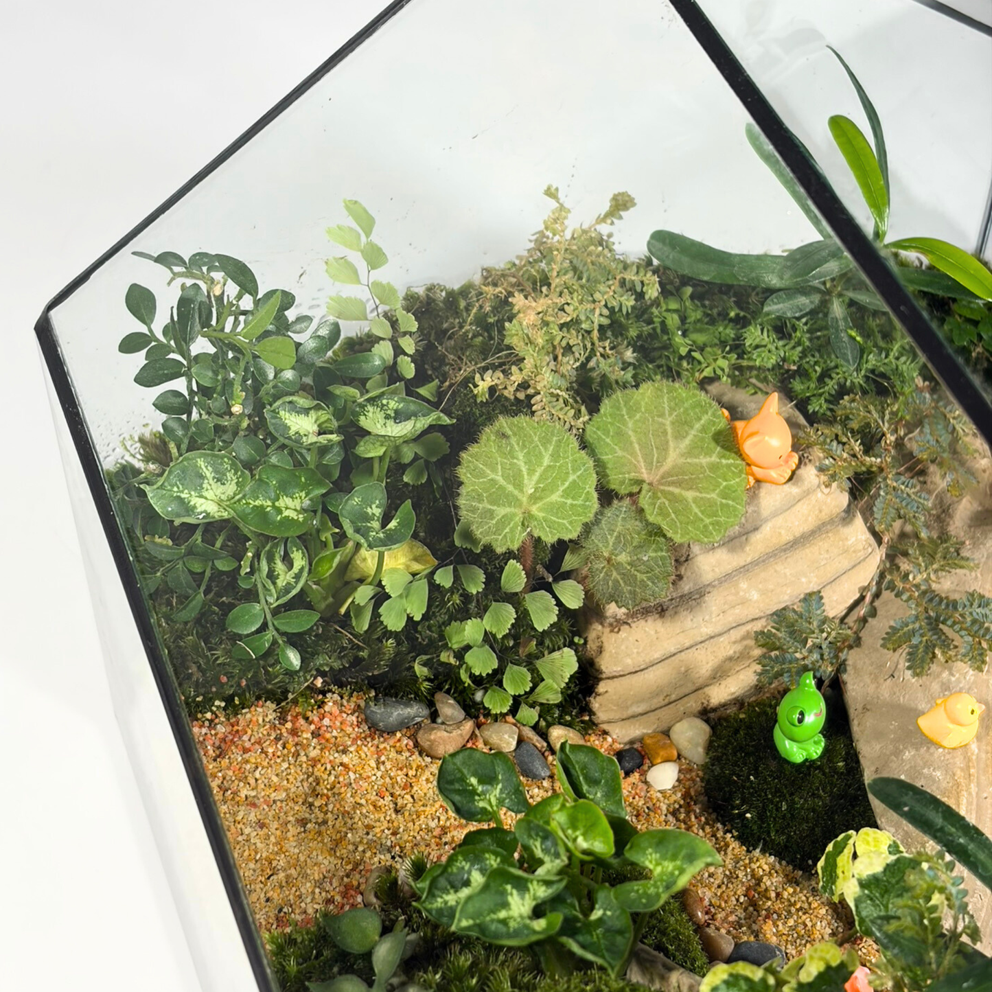 Green House Terrarium Series