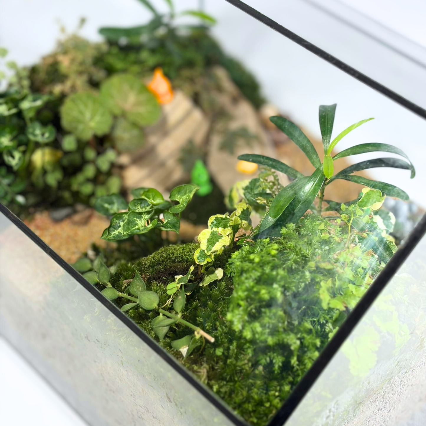Green House Terrarium Series