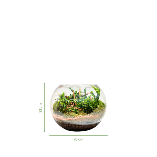 Bowl Terrarium Series