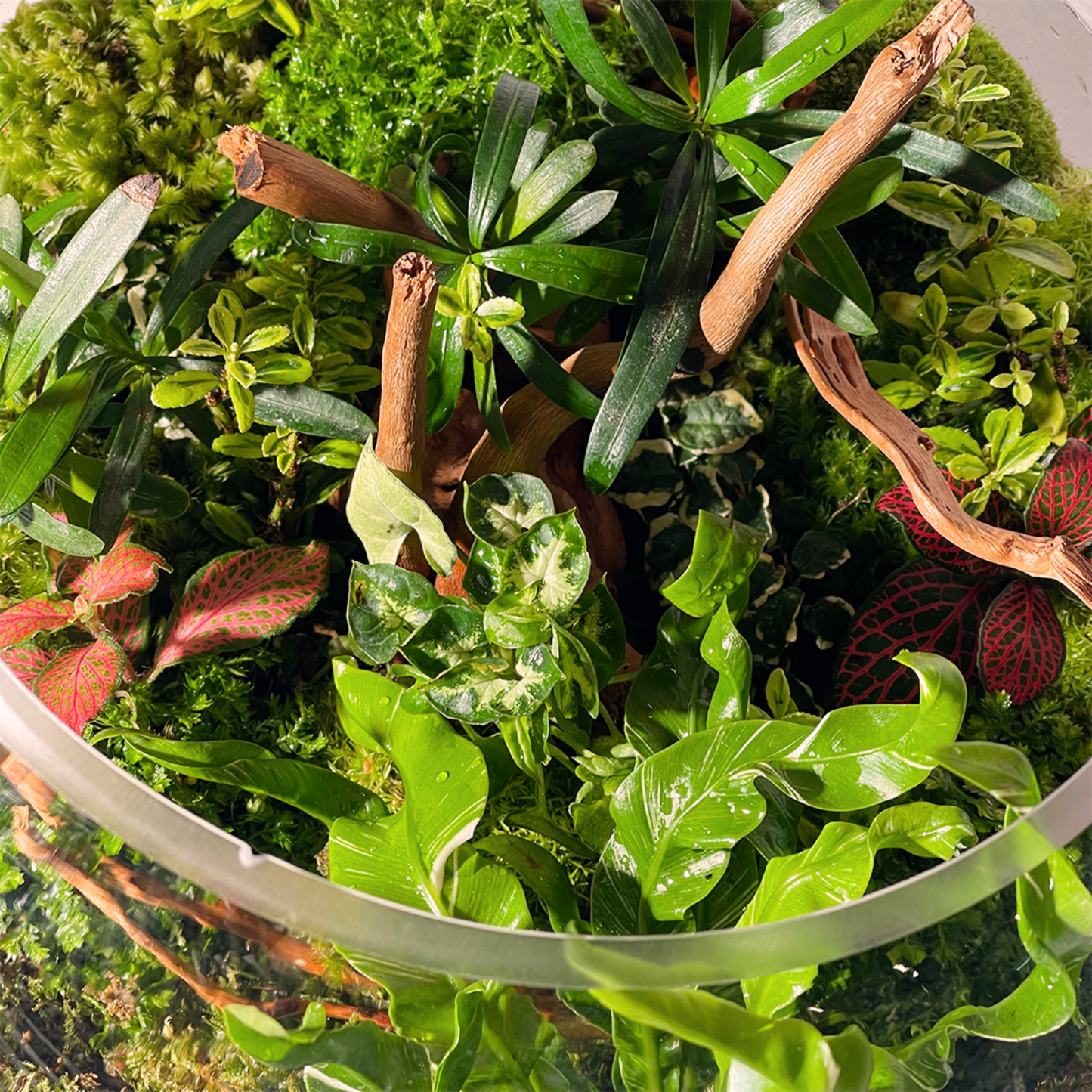 Bowl Terrarium 28CM x 23CM