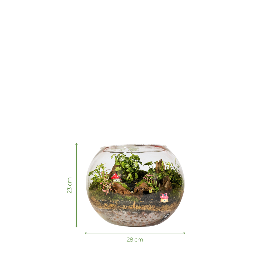 Bowl Terrarium 28CM x 23CM