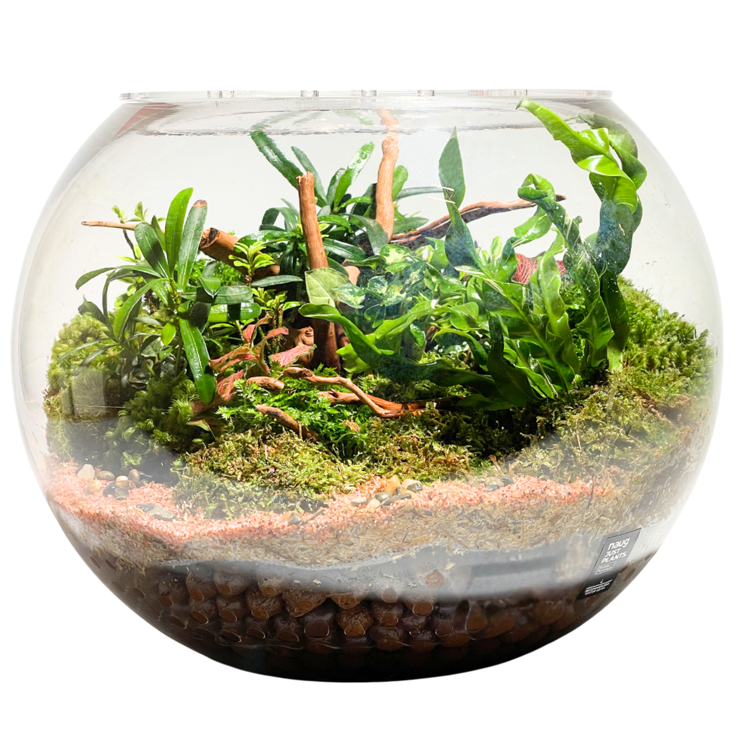 Bowl Terrarium 28CM x 23CM