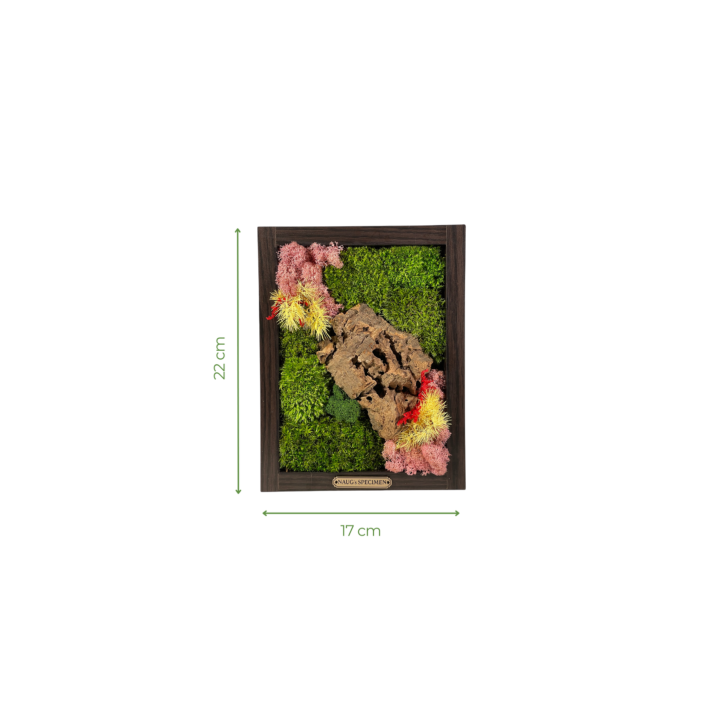 Preserved Moss Frame with Cork Bark 22CM x 17CM