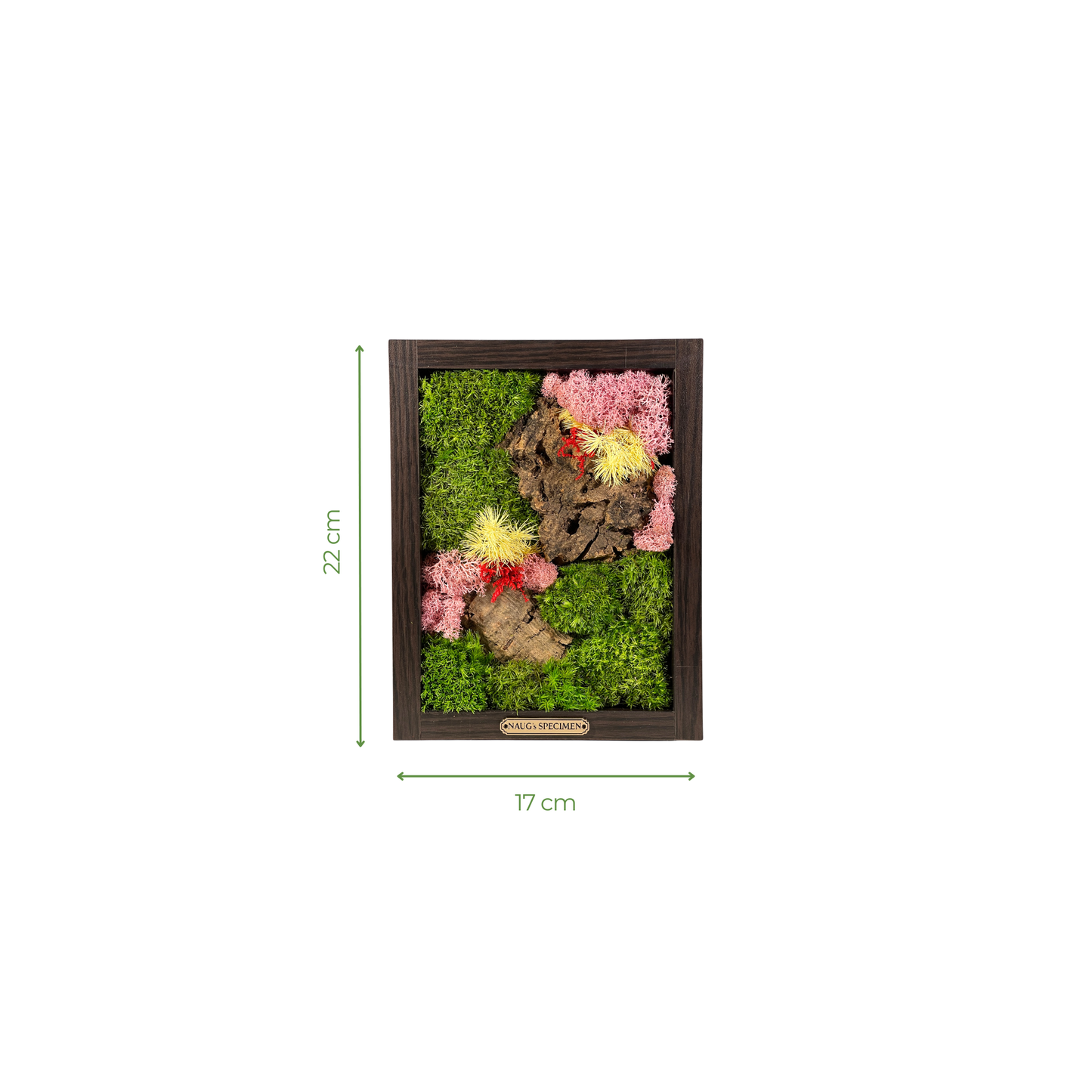 Preserved Moss Frame with Cork Bark 22CM x 17CM