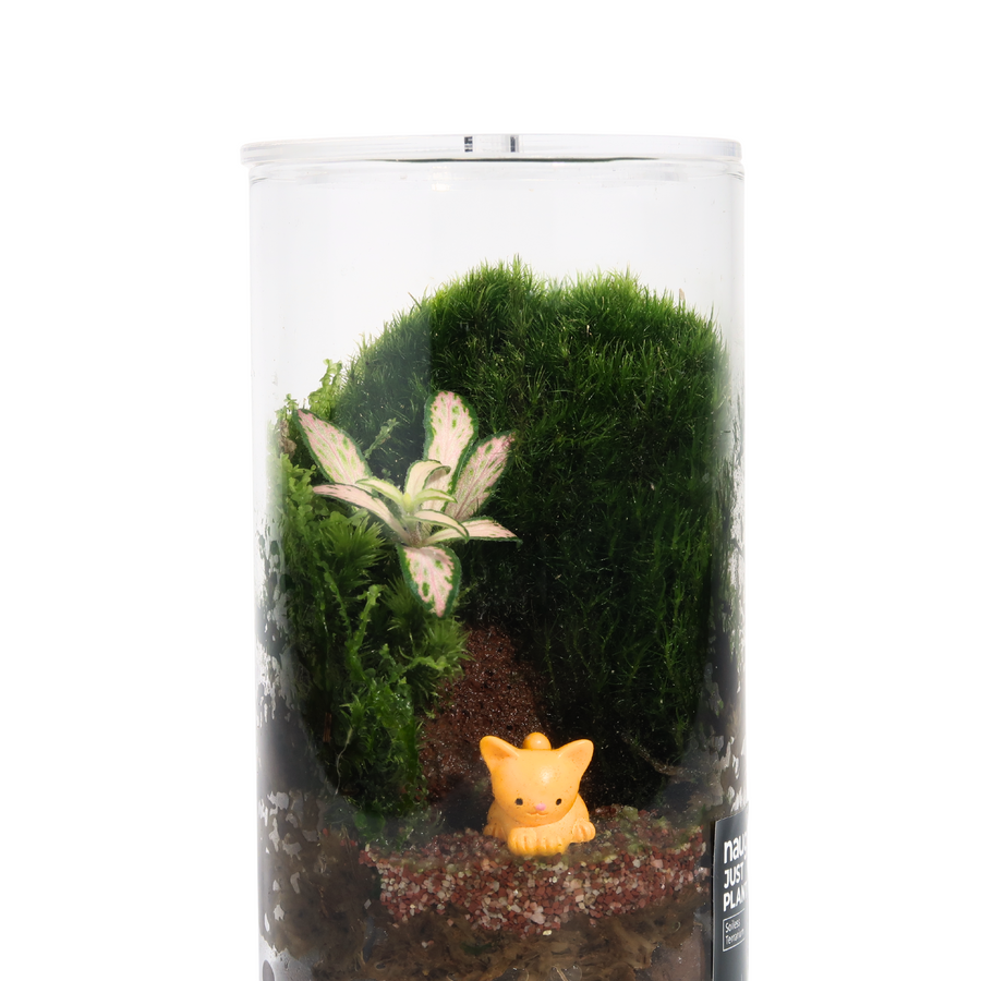 Fun Terrarium 6.5CM x 12CM