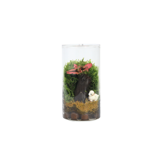 Fun Cylinder Terrarium Series
