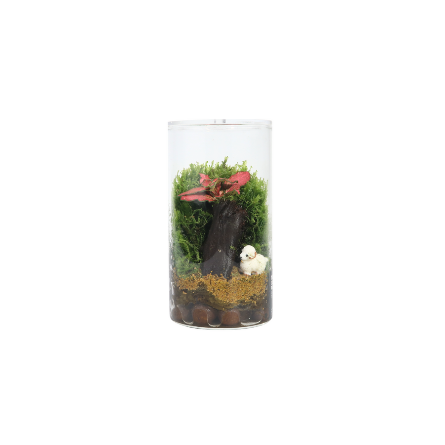 Fun Terrarium 6.5CM x 12CM
