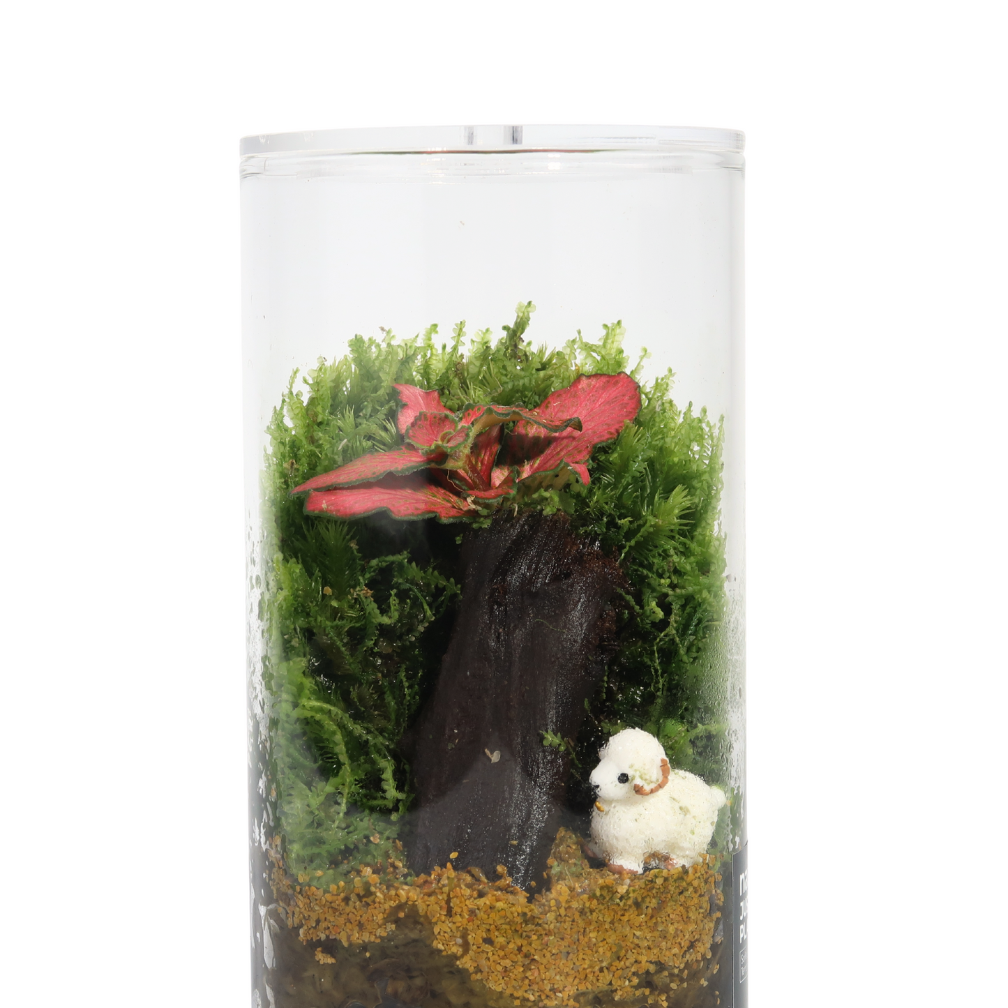 Fun Cylinder Terrarium Series
