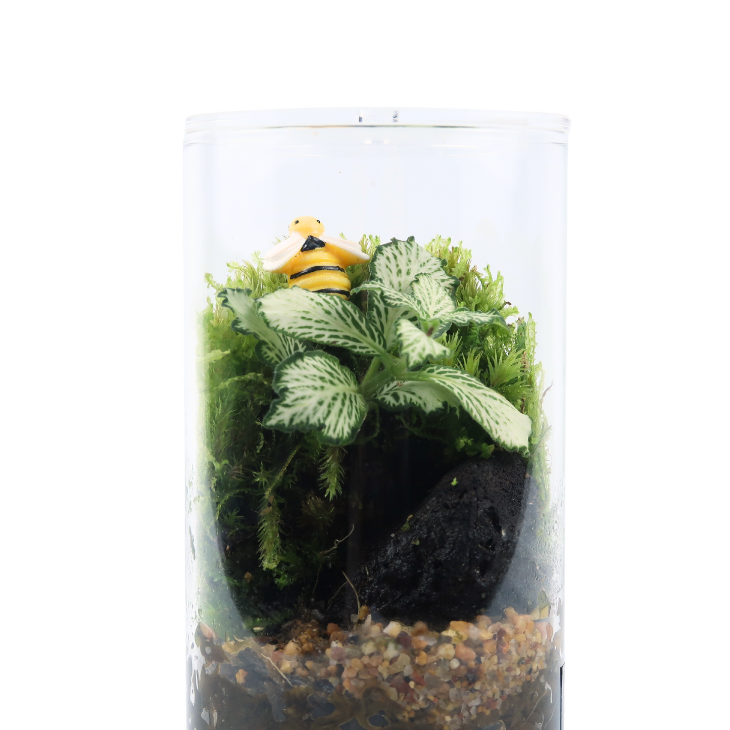 Fun Cylinder Terrarium Series