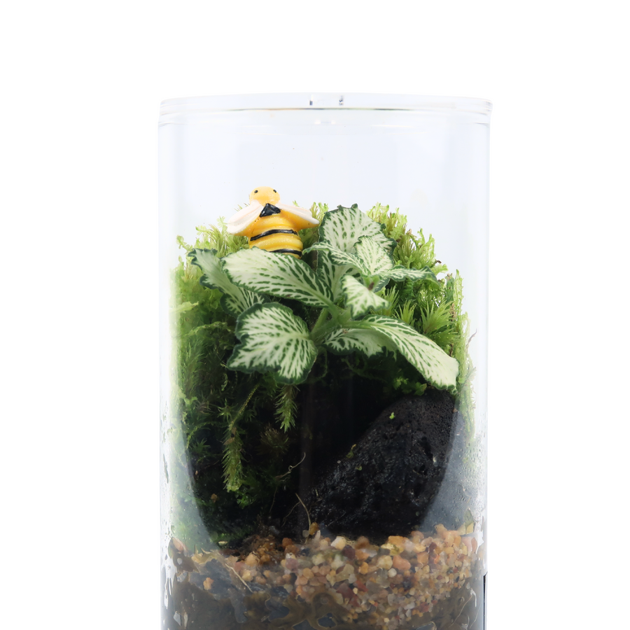 Fun Terrarium 6.5CM x 12CM