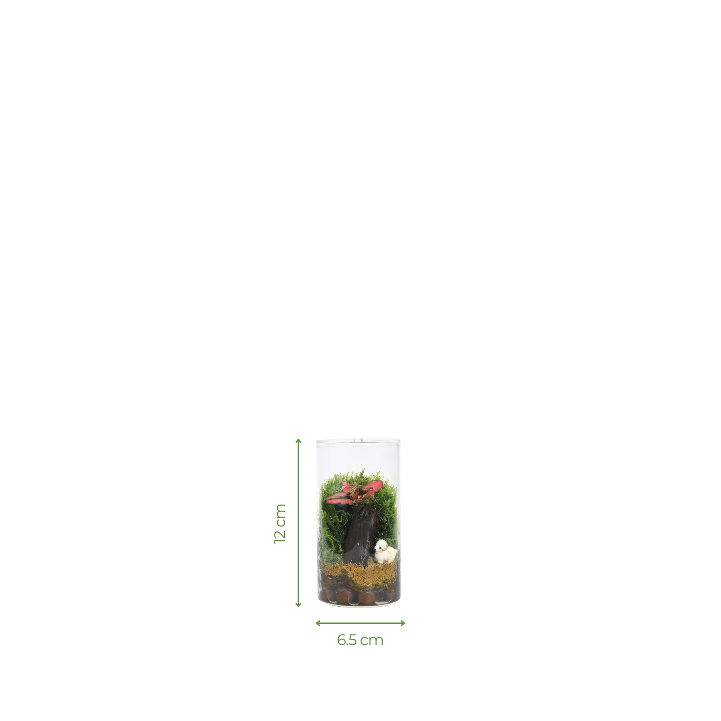 Fun Terrarium 6.5CM x 12CM