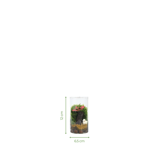 Fun Cylinder Terrarium Series