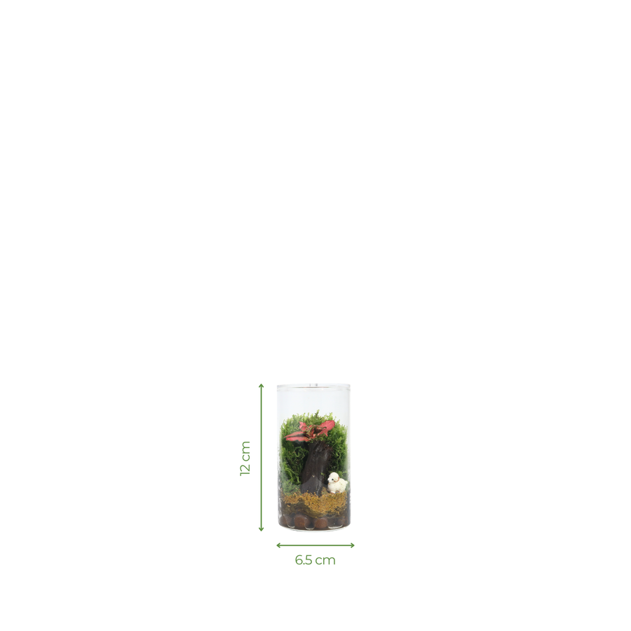 Fun Terrarium 6.5CM x 12CM