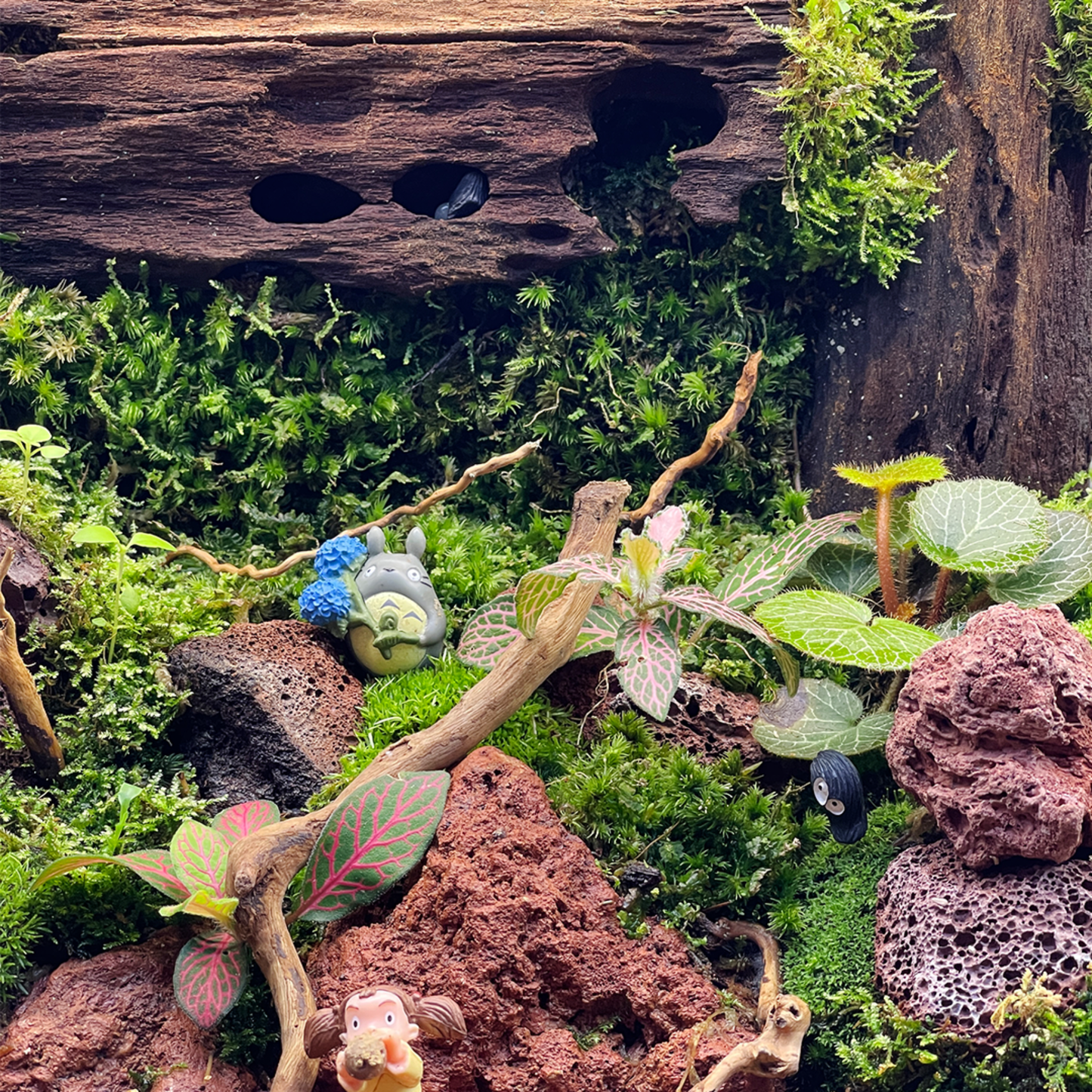 Green Wall Terrarium Series