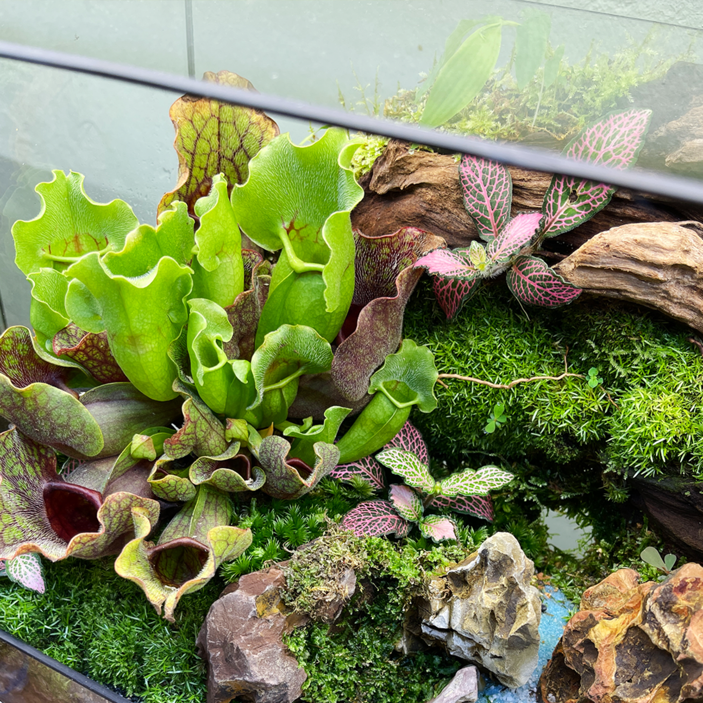 Green Wall Terrarium Series