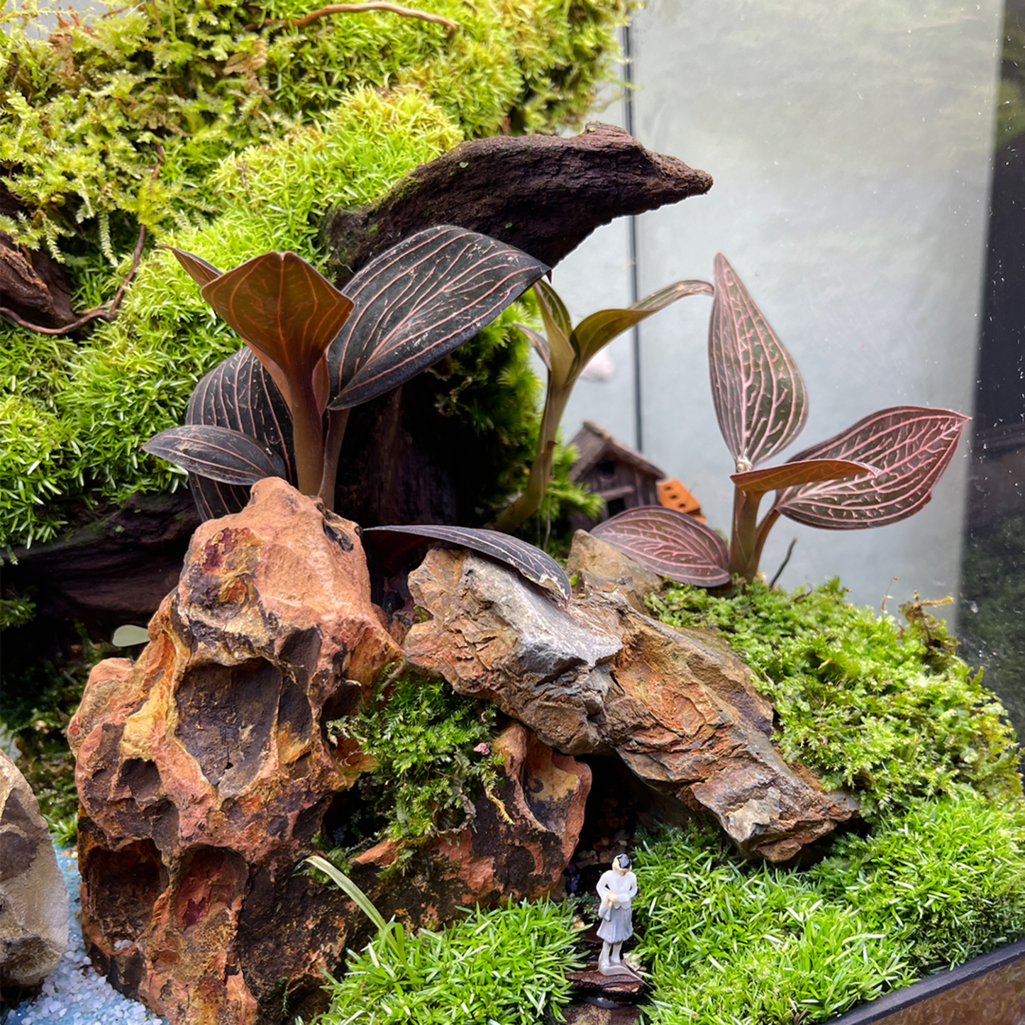 Green Wall Terrarium Series