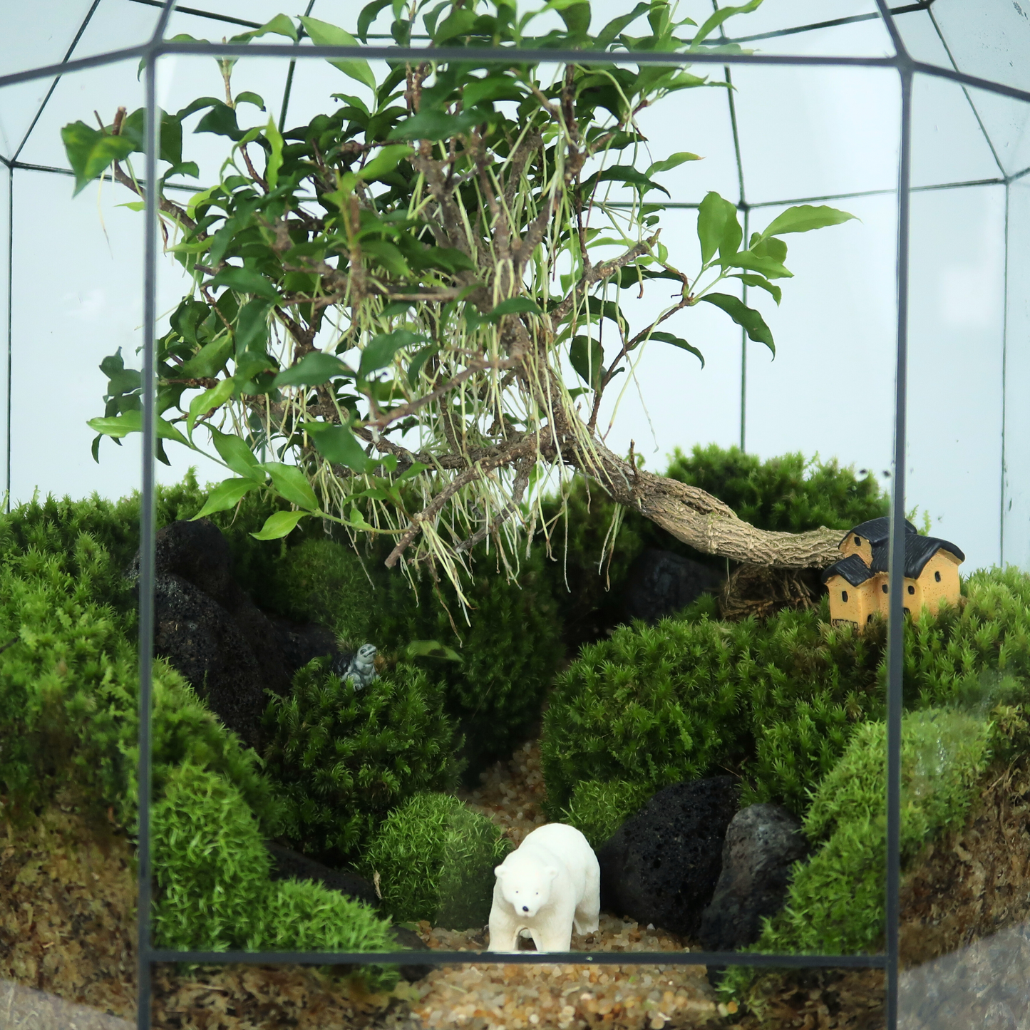 8 Side Terrarium Series