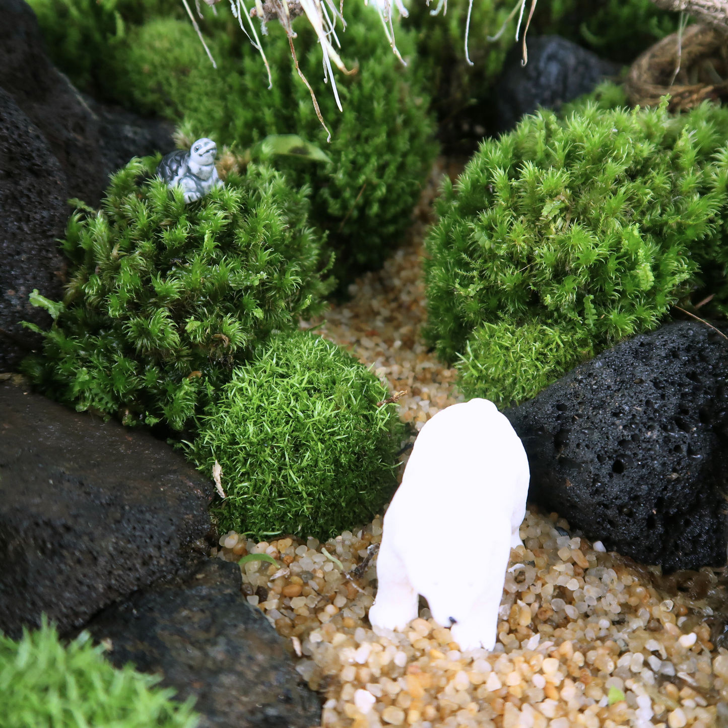8 Side Terrarium Series
